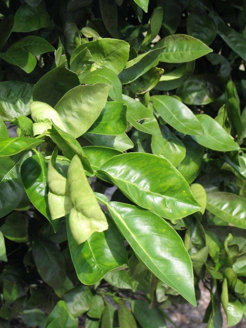              Sun leaves (Winter Haven, FL)       